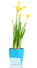 Beautiful yellow daffodils in flowerpot isolated on white
