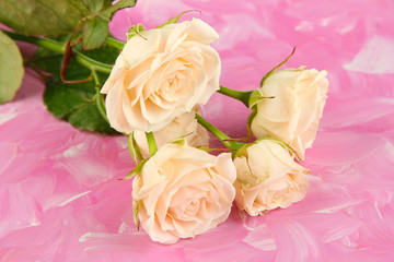 Beautiful creamy roses close-up, on color background