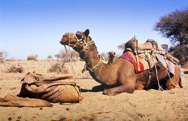 Fototapeta premium Desert Camel