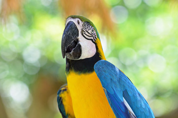 ルリコンゴウインコ