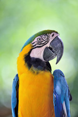 Fototapeta premium ルリコンゴウインコ