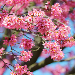 Fototapeta na wymiar sakura. kwiat wiśni na wiosnę, piękne różowe kwiaty