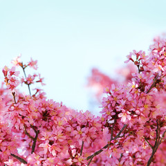 sakura. cherry blossom in springtime, beautiful pink flowers