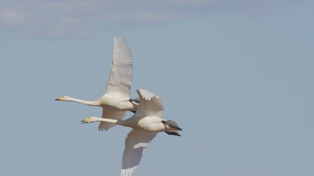 Frühling in Schweden - Wasservögel unter sich