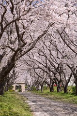 Fototapeta na wymiar Arch of Sakura