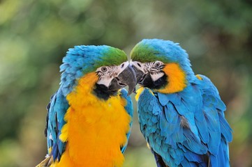 ルリコンゴウインコ