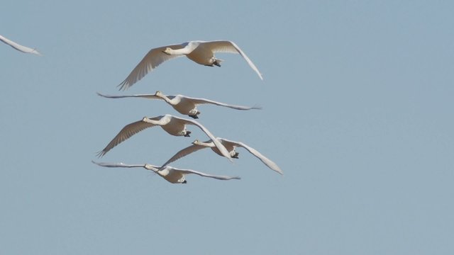 Fr&uuml;hling in Schweden - Wasserv&ouml;gel unter sich