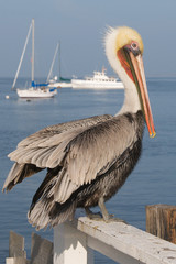 Vertical of a pelican rests on a fence by the sea