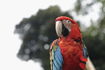 アカコンゴウインコ