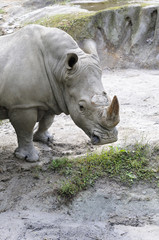 Fototapeta premium サイのポートレート