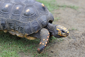 ケヅメリクガメ