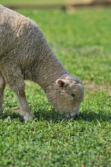 子羊のポートレート