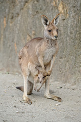 Naklejka na ściany i meble Portret kangura