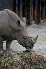 Naklejka premium サイのポートレート