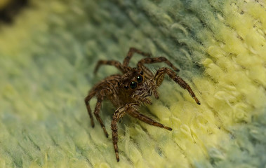 jumping spider on the fabric