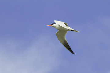 caspian tern flying across a blue sky / Sterna caspia