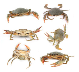 Fresh Raw Crab