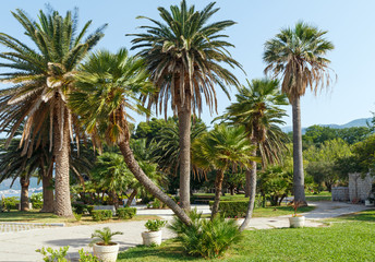 Fototapeta na wymiar Summer park with palm trees (Montenegro)