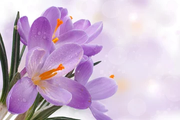 Fototapete Krokusse Beautiful spring card with blue flowers. crocuses