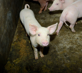 piglets at farm