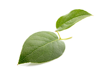Green leaf.