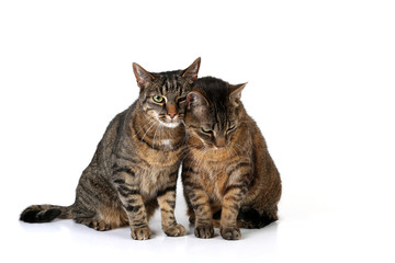 Zwei schmusende Kater