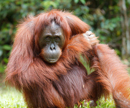 urangutan