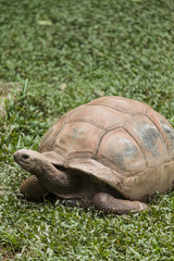 Tortoise