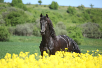 Young friesian horse running behind colza field