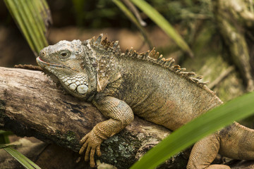 Iguana