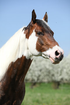 Portrait of gorgeous paint horse stallion in spring