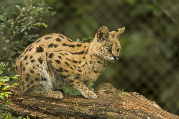 Fototapeta premium Serval Cat
