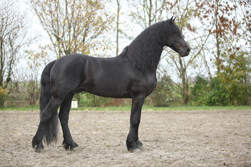 Fototapeta na wymiar Nice friesian stallion with long hair