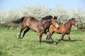 Quarter horse and hutsul running in front of flowering trees