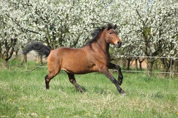 Brown hutsul running in front of flowering trees