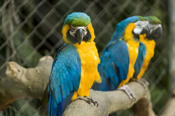 Blue Macaw