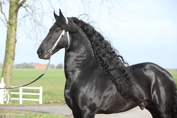 Gorgeous friesian stallion with long hair