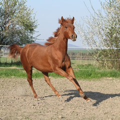 Obraz premium Young chestnut horse running in spring