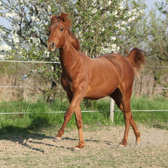 Young chestnut horse running in spring