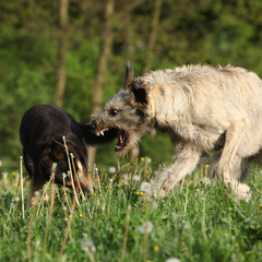 Irish wolfhound attacking some brown dog
