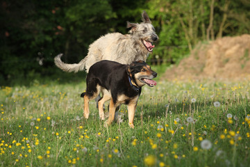Fototapeta premium Two dogs playing with each other and running