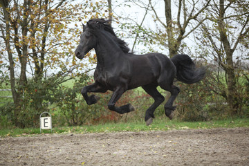 Perfect friesian stallion flying