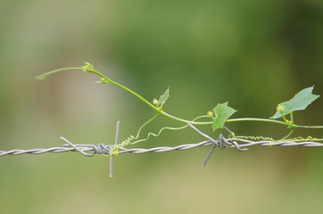 Gourd on the barbed wire