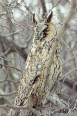 Owl closeup shot
