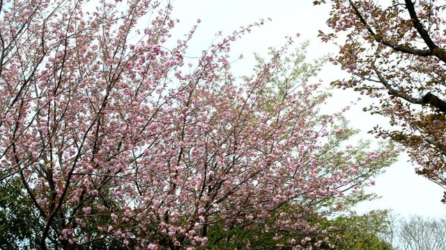 風に揺れる八重桜