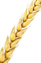 wheat spike