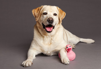 Labrador Dog Studio Portrait with Toy Duck