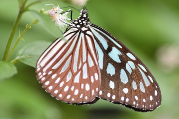 リュウキュウアサギマダラ