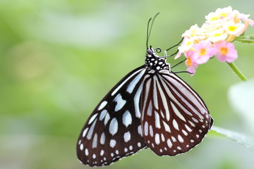 リュウキュウアサギマダラ