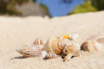 Starfish on the Beach